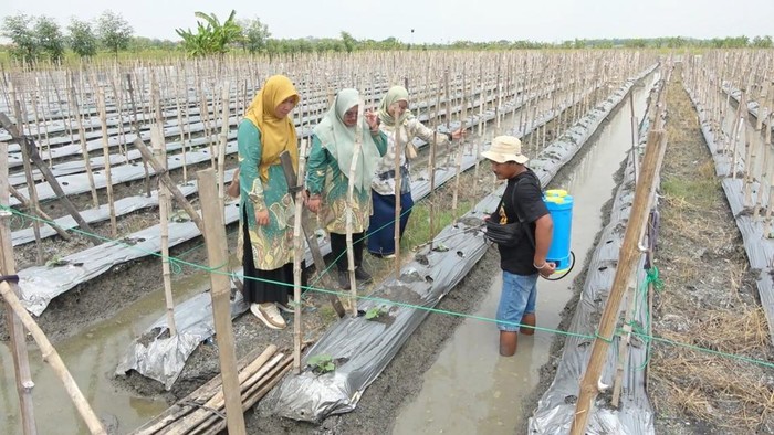 Pupuk Organik TPS 3R Sekaran Dongkrak Hasil Panen dan Hemat Biaya