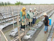 TPS 3R Sekaran Lamongan Hasilkan Pupuk Organik dan Pakan Ternak