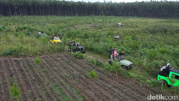 Wisata Hutan Pinus Sewu Lumajang, Sensasi Jeep Tour dan Camping di Lereng Semeru