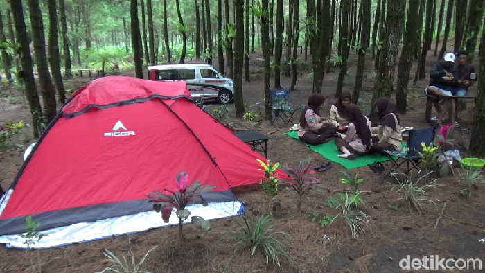 Wisata Hutan Pinus Sewu Lumajang, Sensasi Jeep Tour dan Camping di Lereng Semeru
