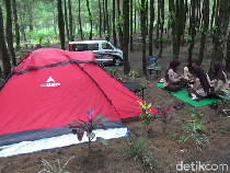 Wisata Hutan Pinus Sewu di Lereng Semeru, Ada Jeep Tour hingga Camping