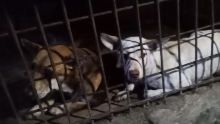 Anjing yang ditemukan di tempat penjagalan di Kota Pekanbaru, Riau, dalam kondisi stress.