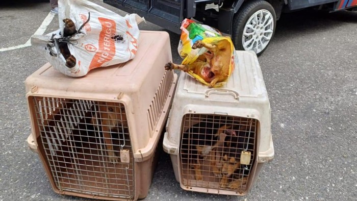 Barang bukti anjing yang diamankan polisi di Pekanbaru