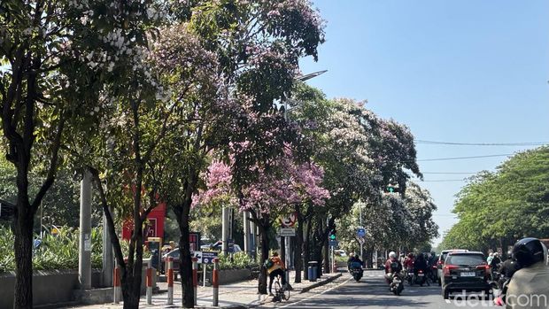 Bunga Tabebuya di Jalanan Kota Surabaya