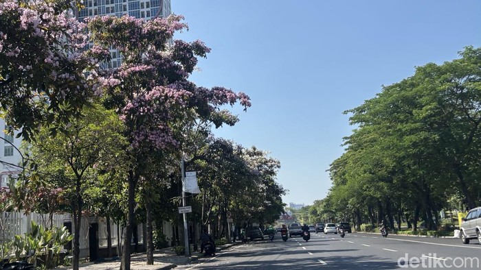 Bunga Tabebuya di Jalanan Kota Surabaya