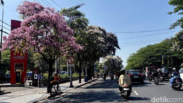 Bunga Tabebuya mulai bermekaran di Surabaya