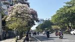 Potret Surabaya Bagai Negeri Sakura