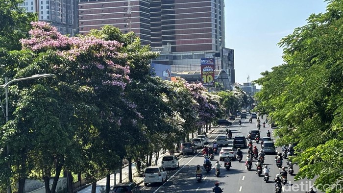 Bunga Tabebuya mulai bermekaran di Surabaya