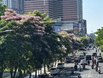 Saat si Cantik Tabebuya Bermekaran: Ini Surabaya atau Negeri Sakura?