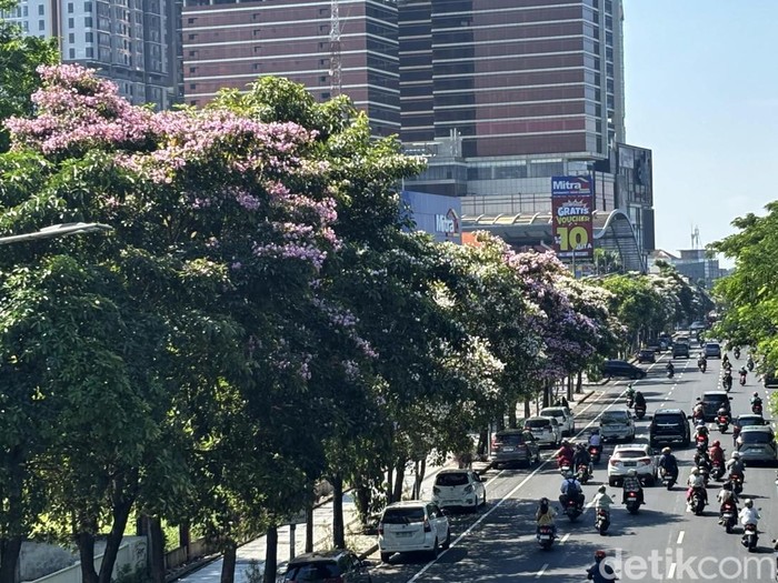 Bunga Tabebuya mulai bermekaran di Surabaya