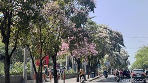 Potret Surabaya Bagai Negeri Sakura