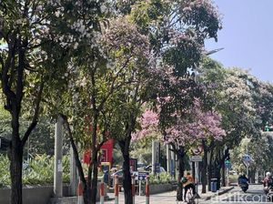 Potret Surabaya Bagai Negeri Sakura