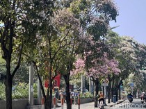 Potret Surabaya Bagai Negeri Sakura