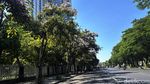 Potret Surabaya Bagai Negeri Sakura