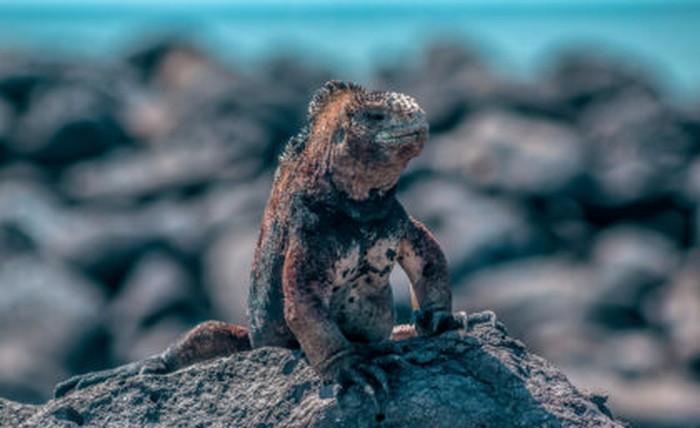 Iguana Laut di Galapagos yang dijuluki Godzilla kecil