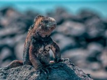 Mengenal Godzilla Kecil, Satu-satunya Kadal yang Hidup di Laut