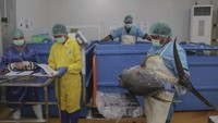Menurut pekerja, pengolahan daging ikan tuna hasil tangkapan nelayan kualitas ekspor itu rata-rata mencapai 900-1.000 ekor per hari dengan menerapkan prosedur yang ketat mulai dari penerimaan bahan baku, pencucian, penyiangan sebelum diekspor. Foto: ANTARA FOTO/Andri Saputra