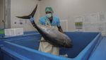 Ikan Tuna Ternate Jadi Andalan Ekspor, Ribuan Ekor Diolah Tiap Hari