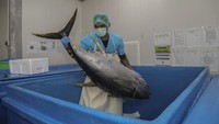 Seorang pekerja memindahkan ikan saat proses pengolahan daging ikan tuna di Kompleks Pelabuhan Perikanan Nusantara Ternate, Maluku Utara, Senin (8/9/2025). Foto: ANTARA FOTO/Andri Saputra