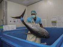 Ikan Tuna Ternate Jadi Andalan Ekspor, Ribuan Ekor Diolah Tiap Hari