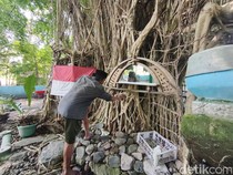 Kisah Jalal Manusia Pohon Sidoarjo Hidup Puluhan Tahun di Beringin