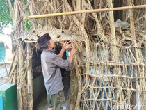 Iseng Tata Akar Beringin hingga Jadi Rumah