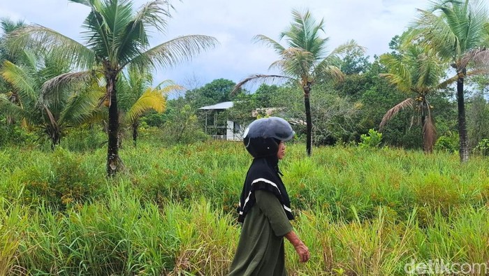 Lahan warga di Tarakan Utara yang perlahan tak produktif Lahan warga di Tarakan Utara yang perlahan tak produktif.