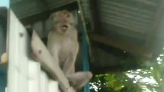 Monyet yang meresahkan warga di Pasuruan