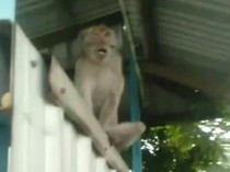 Monyet yang Serang Bocah 5 Tahun di Pasuruan Masih Teror Warga