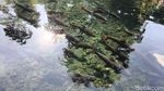 Daya Tarik Wisata Ikan Dewa di Cibulan Kuningan