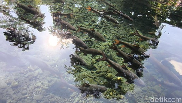 Daya Tarik Wisata Ikan Dewa di Cibulan Kuningan