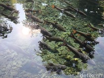 Daya Tarik Wisata Ikan Dewa di Cibulan Kuningan