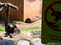 Rencana Farhan Gandeng Pengelola KB Ragunan dan KSB Urus Bandung Zoo