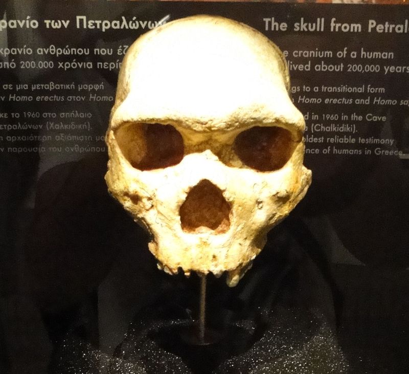 Tengkorak Gua Petralona, Yunani di Museum Arkeologi Thessaloniki.