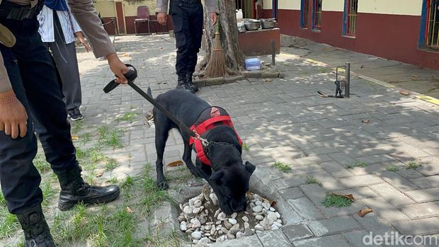 Anjing Pelacak Ketty Ungkap Identitas Korban Mutilasi Pacet, Begini Peran Unit K-9 Polda Jatim