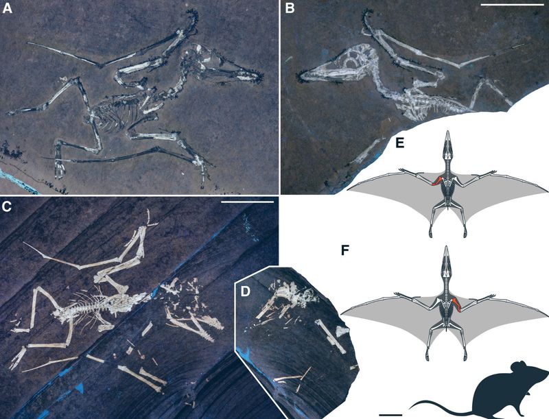 Fosil Pterodactylus antiquus menunjukkan tulang himerus di sayap patah karena hantaman badai.