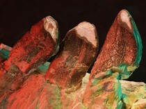 Fosil Gigi Dinosaurus Ungkap Makanan hingga Migrasinya, Kok Bisa?