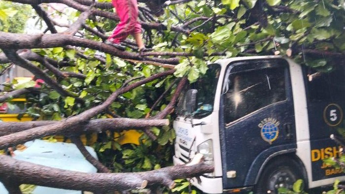 Hujan deras dan angin kencang menyebabkan pohon tumbang dan menimpa sejumlah mobil di kantor Kecamatan Kebon Jeruk (Antara/dok Pribadi)