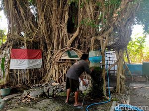Video: Pria di Sidoarjo Hidup Belasan Tahun di Rumah Pohon Beringin