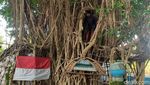 Potret Pria Asal Sidoarjo Tinggal di Pohon Beringin
