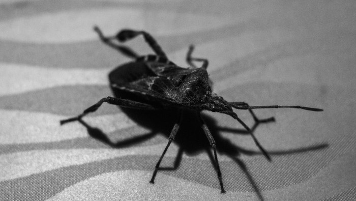 Ngeri! 280 Ribu Warga AS Disebut Idap Penyakit Chagas, Ditularkan Kissing Bug