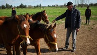 Meski berpotensi revolusioner, Asosiasi Polo Argentina masih melarang kuda hasil rekayasa genetika mengikuti kompetisi resmi. Perusahaan bioteknologi Kheiron Biotech mengklaim inovasi ini dapat meningkatkan performa kuda polo di masa depan. REUTERS/Agustin Marcarian