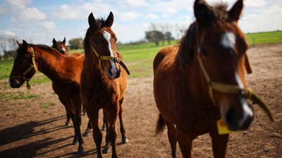 Kuda Hasil Rekayasa Genetika Pertama di Dunia Guncang Olahraga Polo Argentina