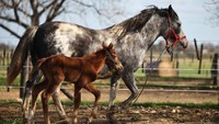 Kuda-kuda RG (rekayasa genetika) ini dikloning dari kuda pemenang penghargaan Polo Pureza, lalu dimodifikasi gen miostatinnya. REUTERS/Agustin Marcarian