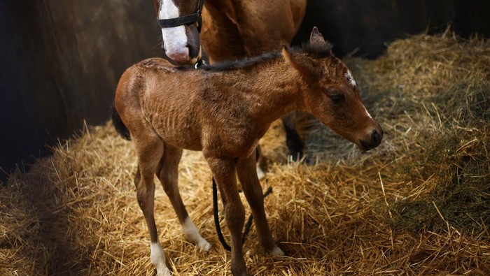 A cloned newborn horse stands next to its surrogate mother in a pen at a horse birthing hospital, in San Antonio de Areco, near Buenos Aires, Argentina July 29, 2025. REUTERS/Agustin Marcarian