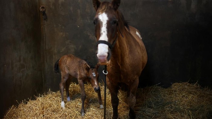 A cloned newborn horse stands next to its surrogate mother in a pen at a horse birthing hospital, in San Antonio de Areco, near Buenos Aires, Argentina July 29, 2025. REUTERS/Agustin Marcarian