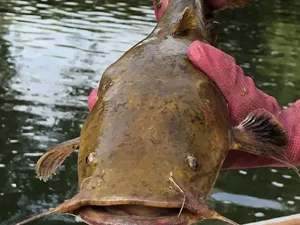 Teror Lele Jumbo Kepala Gepeng, Ancam Sungai di Amerika