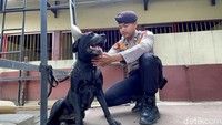 Untuk menjaga kebugaran anjing pelacak (K-9), petugas kepolisian atau yang akrab disapa pawang. Mereka selalu membersihkan dan menyisir serta mengelus agar anjing dapat mengikuti intruksi.