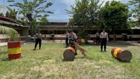 Mereka dilatih halang rintang untuk menjaga kebugaran dan ketangkasan. Mereka diberi arahan oleh pawang untuk berlari dan melompat melewati rintangan.