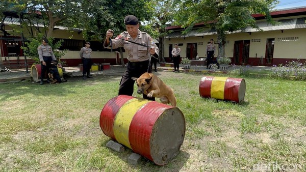 Mengenal Unit Satwa K-9 Polda Jatim yang Bantu Bongkar Kasus Mulitasi